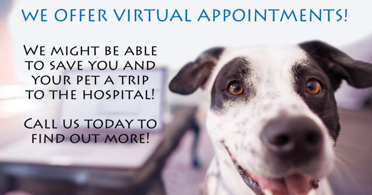 Veterinary Services| Hanging Rock Animal Hospital| Roanoke, VA